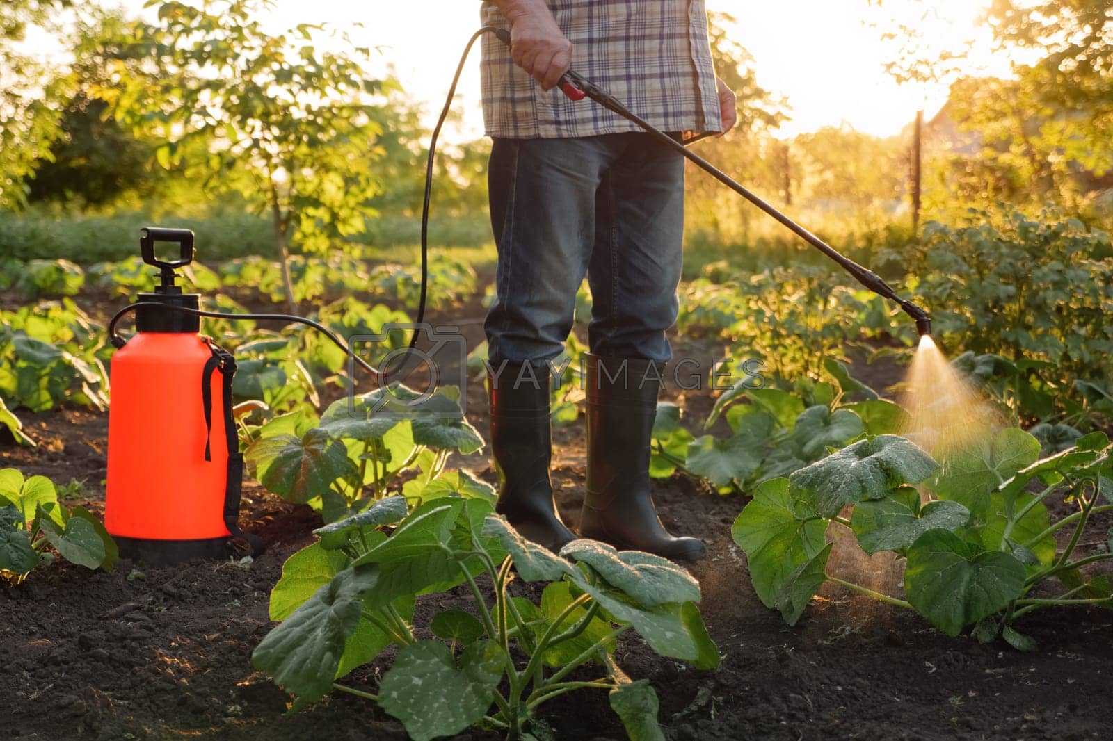 Royalty free image of Farmer spraying pesticide sprayer garden farm vegetable garden spraying crop protection plant field rows. Agriculture fertilizer spraying insecticide. Fungicide. Herbicide. Backpack sprayer knapsack by synel