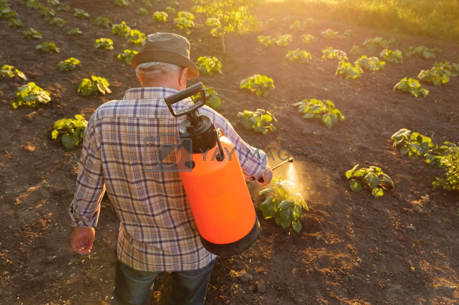 Royalty free image of Backpack sprayer gardener working farmer spraying insecticide. Old farmer farm spraying pesticide sprayer garden farm vegetable garden spraying crop protection plant. Knapsack sprayer farmer herbicide by synel