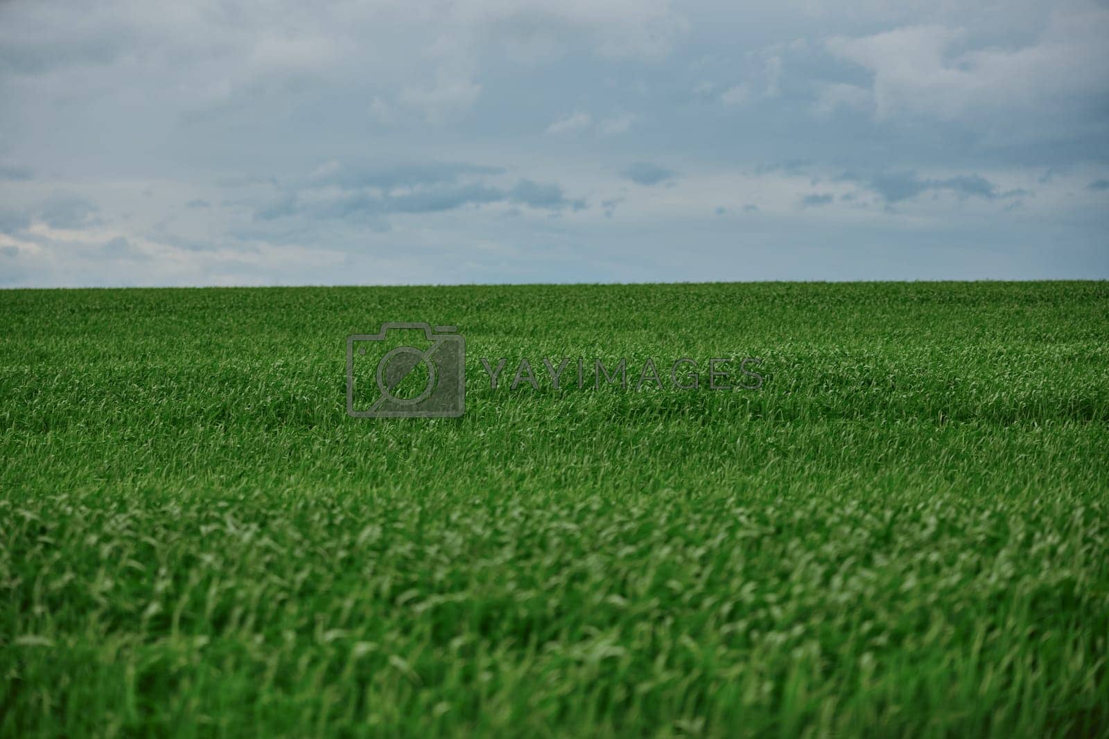 Royalty free image of green field with tall grass in rainy weather with cloudy sky by Vichizh