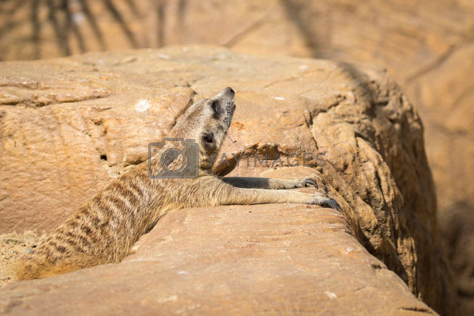 Royalty free image of Image of a meerkat or suricate on nature background. Wild Animals. by yod67