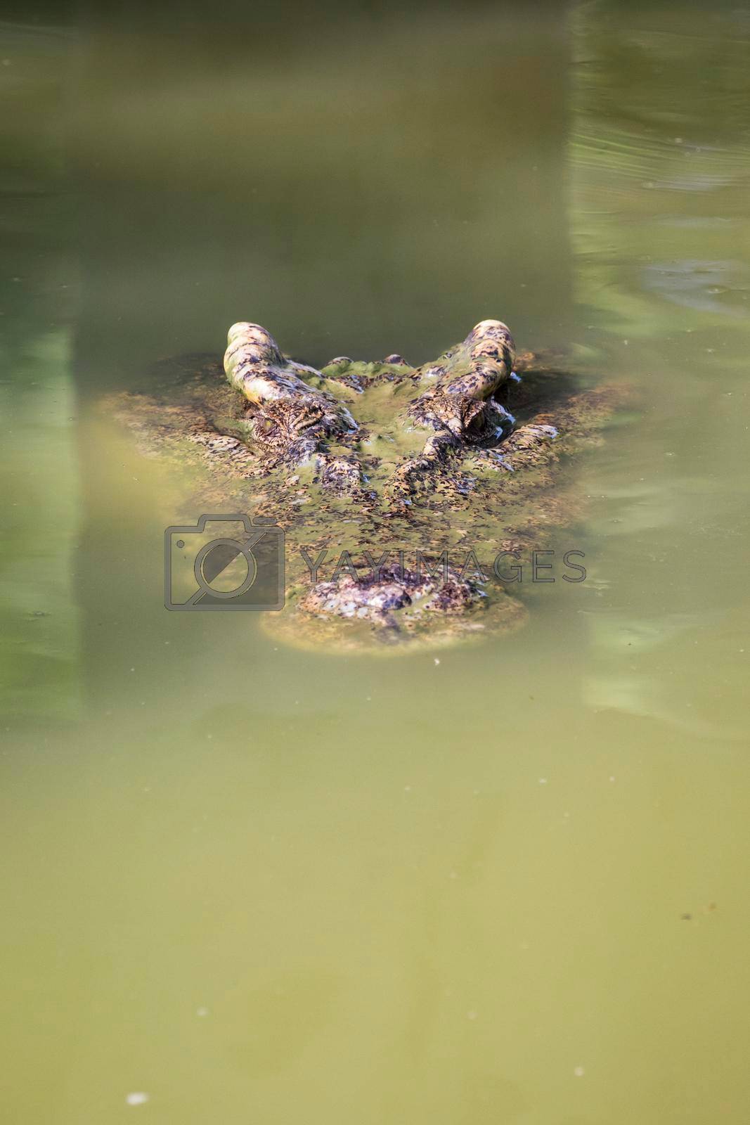 Royalty free image of Image of a crocodile head in the water. Reptile Animals. by yod67