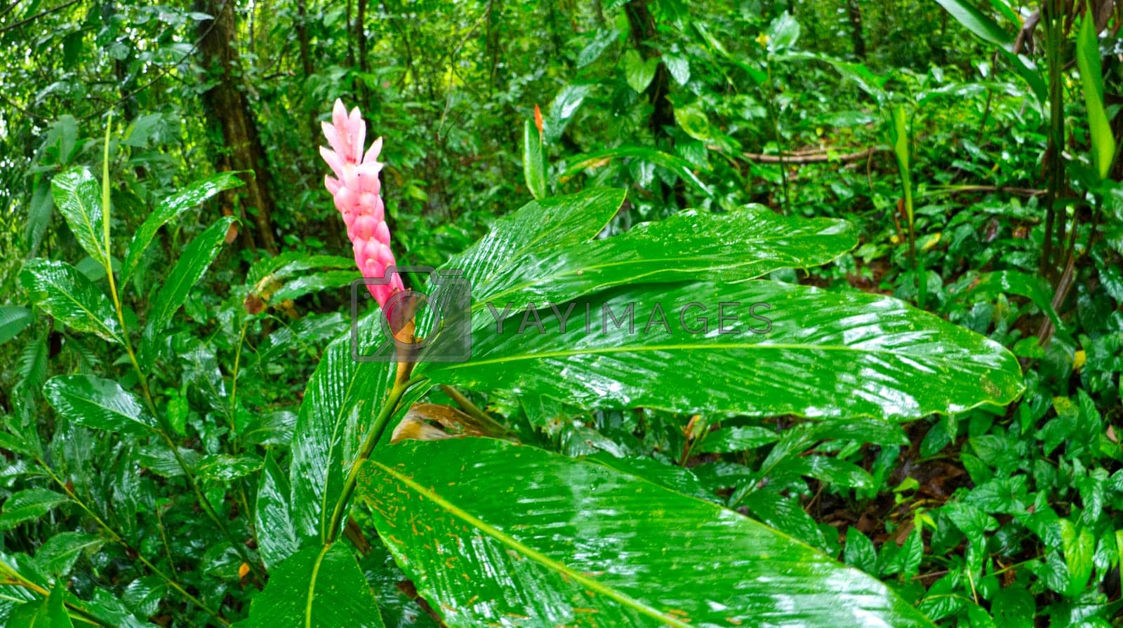 Royalty free image of Tropical Flower, Marino Ballena National Park, Costa Rica by alcaproac