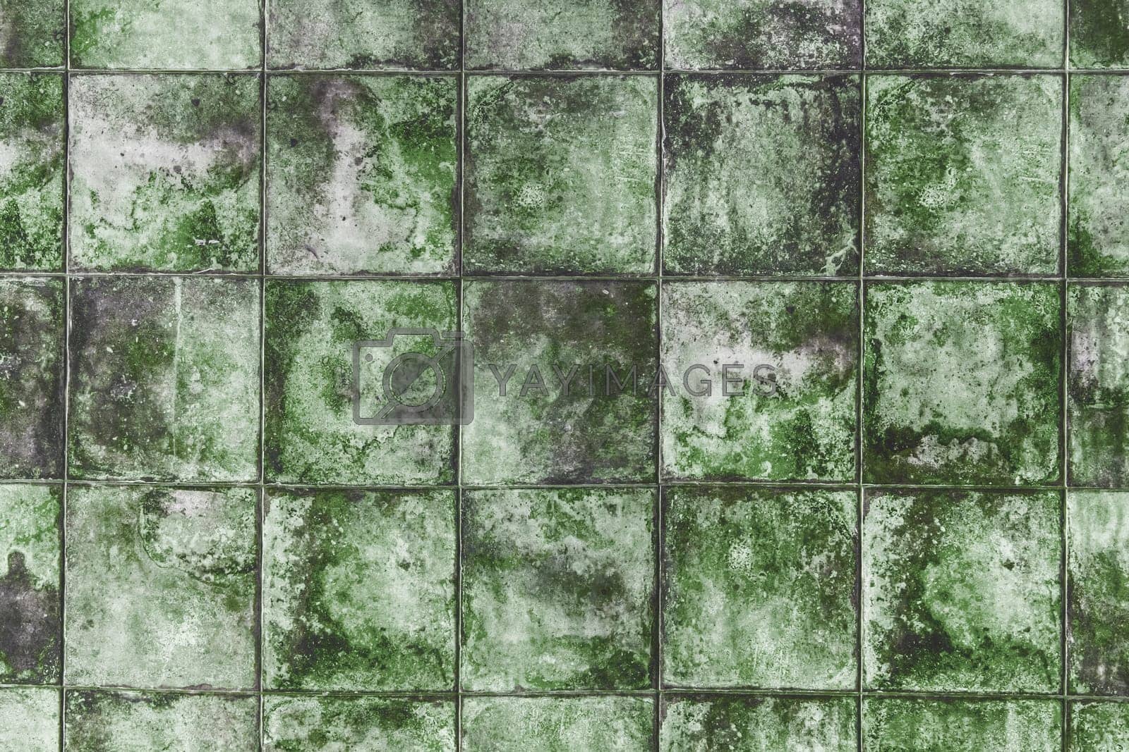 Royalty free image of Mold texture tile fungus old green dirty background wall lichen grunge mildew surface by AYDO8