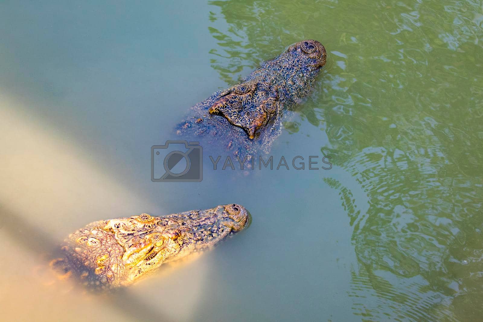 Royalty free image of Image of a crocodile head in the water. Reptile Animals. by yod67