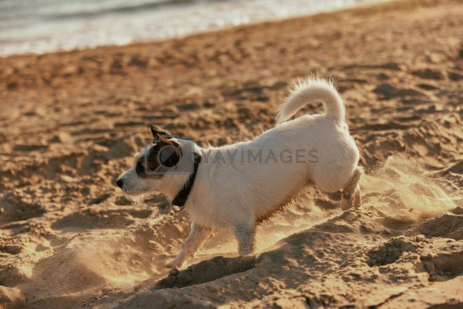 Royalty free image of a small, cute, bright dog runs in the summer on the sand by Vichizh