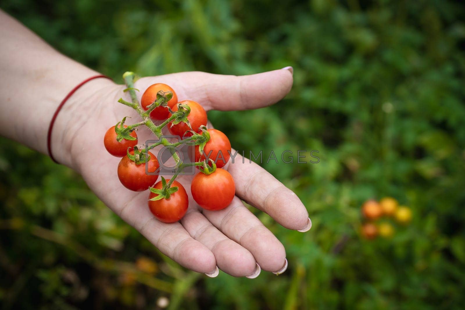 Royalty free image of hand holds a branch of ripe cherry tomatoes on a background of blurred greenery by Tanacha