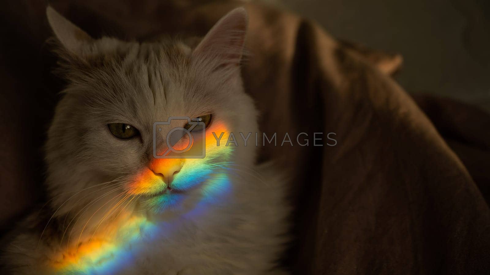 Royalty free image of A white fluffy cat lies in the bedroom with a rainbow on its face. by mrwed54