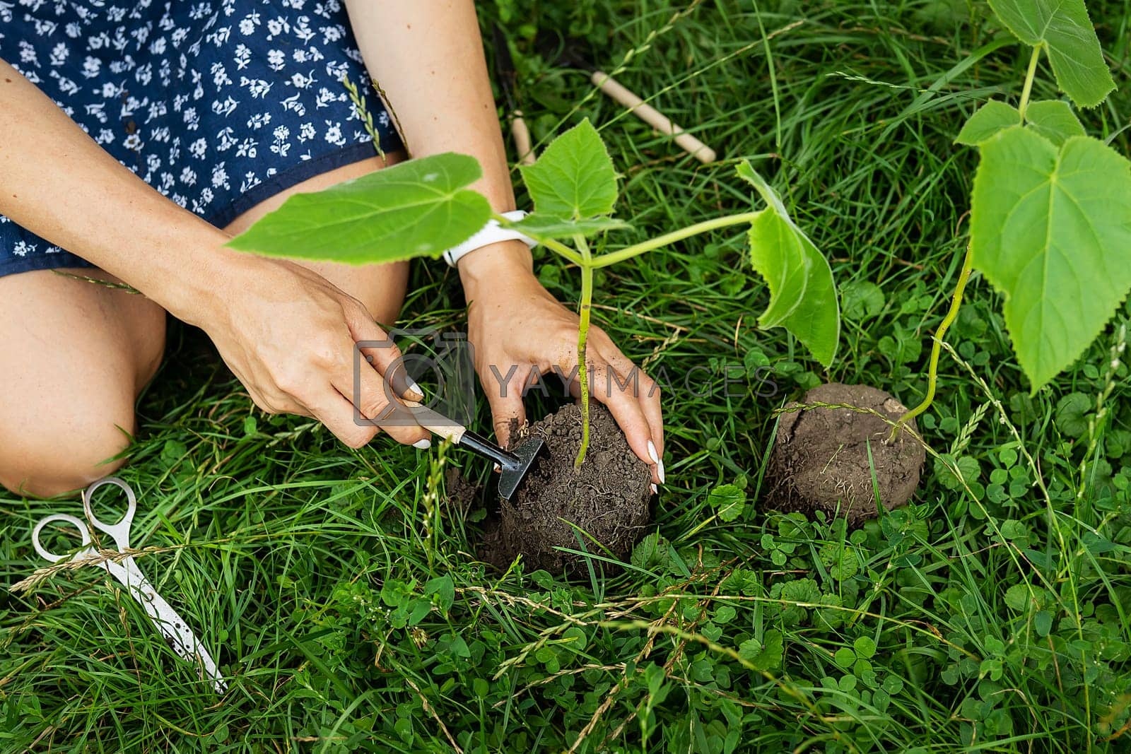 Royalty free image of The process of planting paulownia, the root system in the hands of the gardener. Young green paulownia tree, breeding flowering trees by a gardener. by sfinks