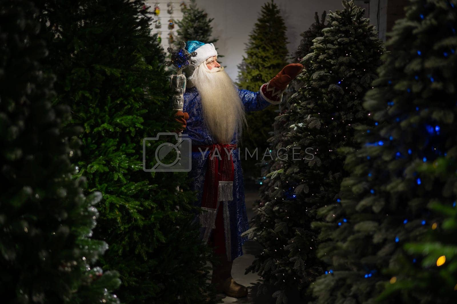 Royalty free image of Russian Santa Claus with a staff in a store of artificial Christmas trees. by mrwed54