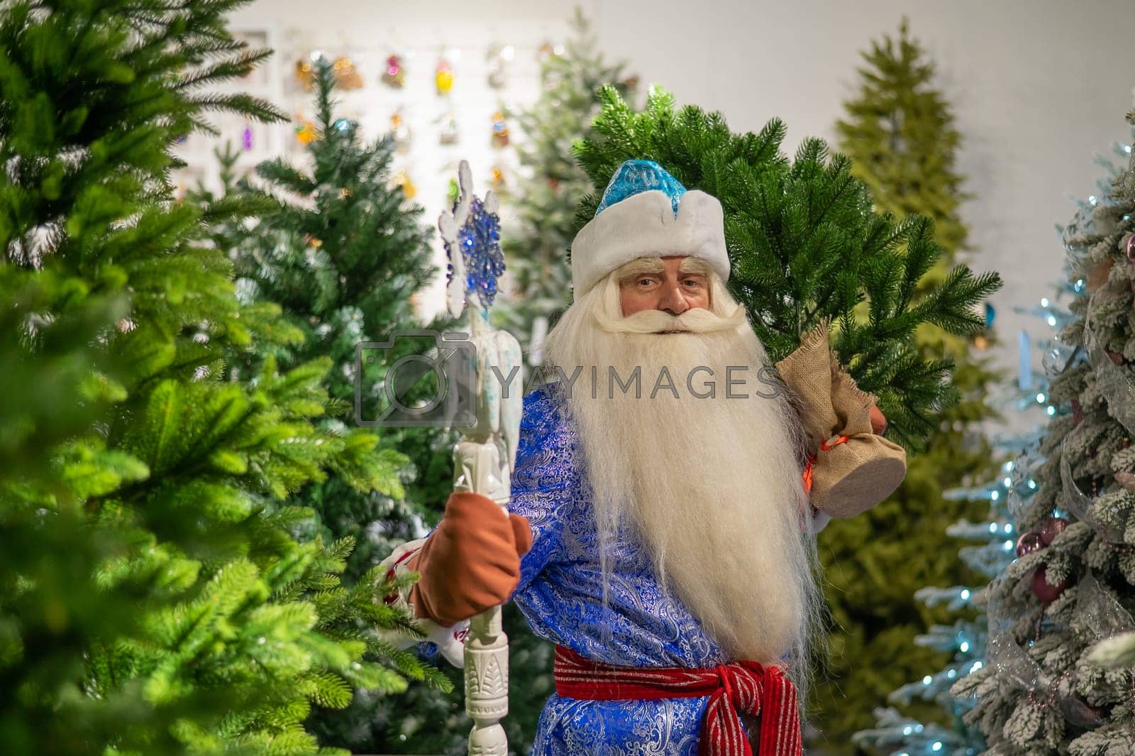Royalty free image of Russian Santa Claus with a staff in a store of artificial Christmas trees. by mrwed54