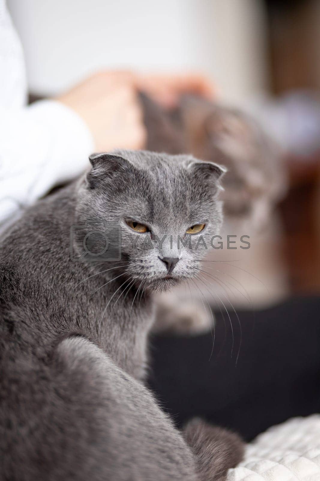 Royalty free image of Beautiful striped gray cat. A domestic cat is lying on the sofa. by AnatoliiFoto