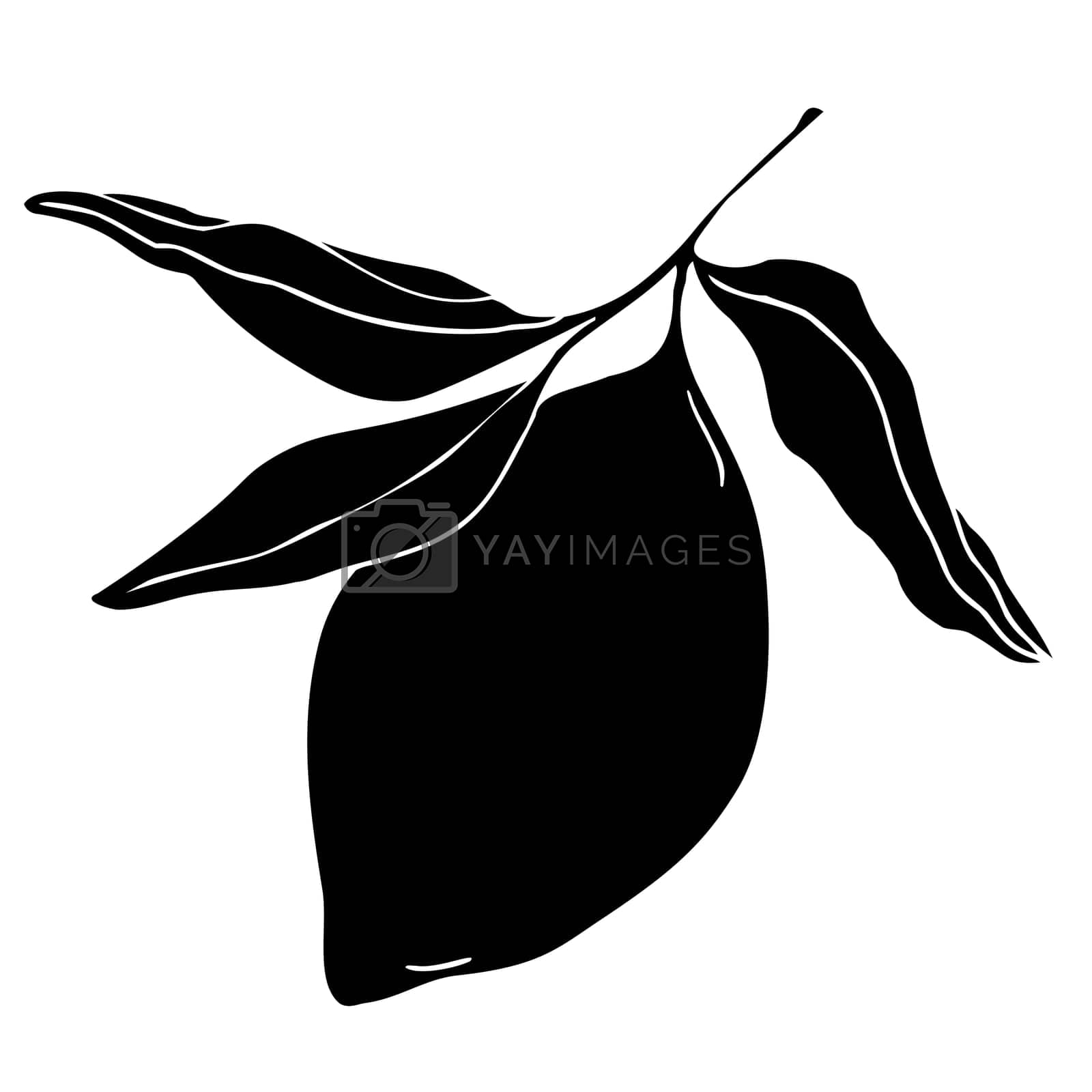 Royalty free image of Citron with leaves, silhouette summer fruit for logo design by MintanArt