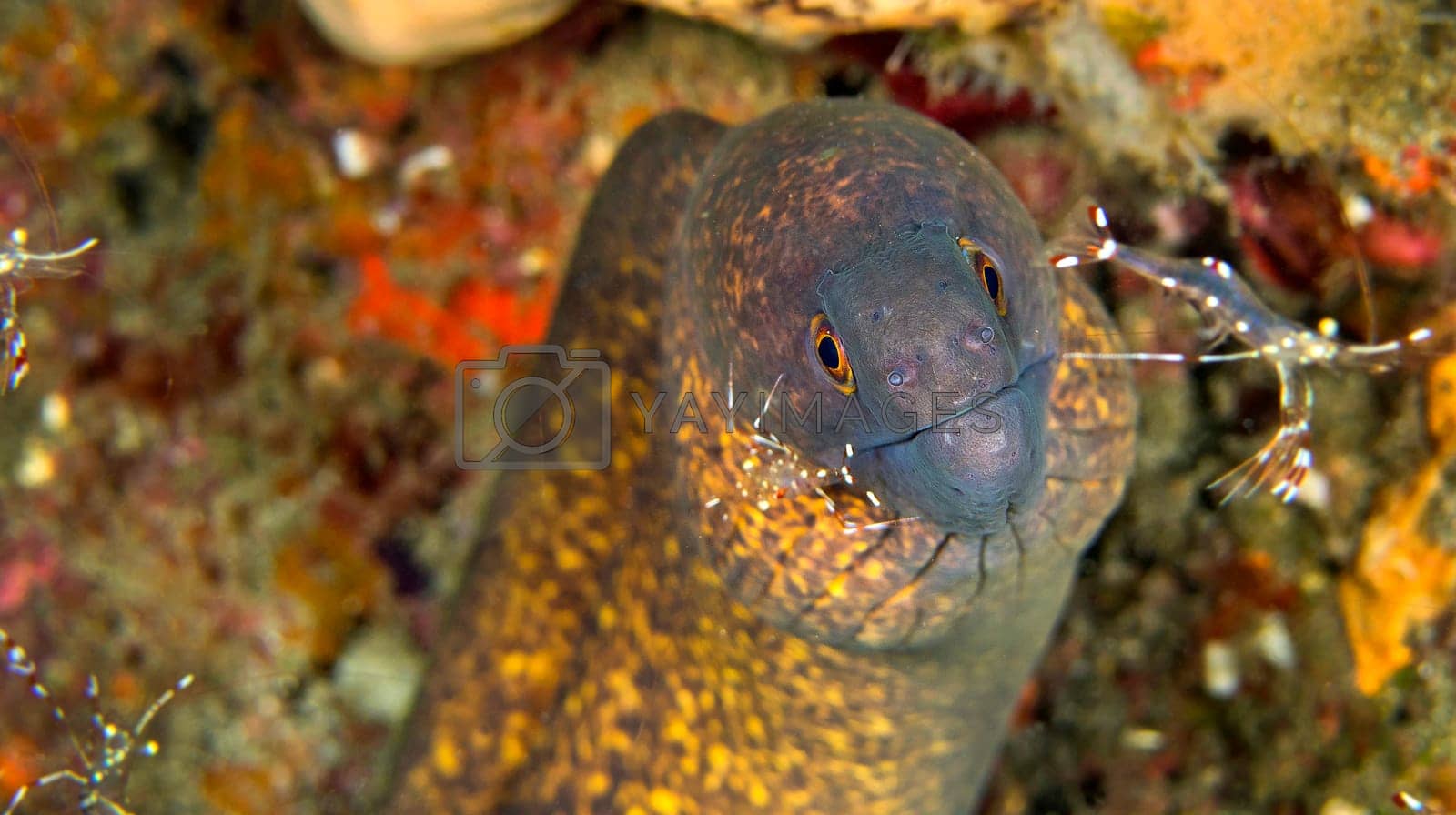Royalty free image of Giant Moray with Cleaner Shrimp,  Lembeh, Indonesia by alcaproac