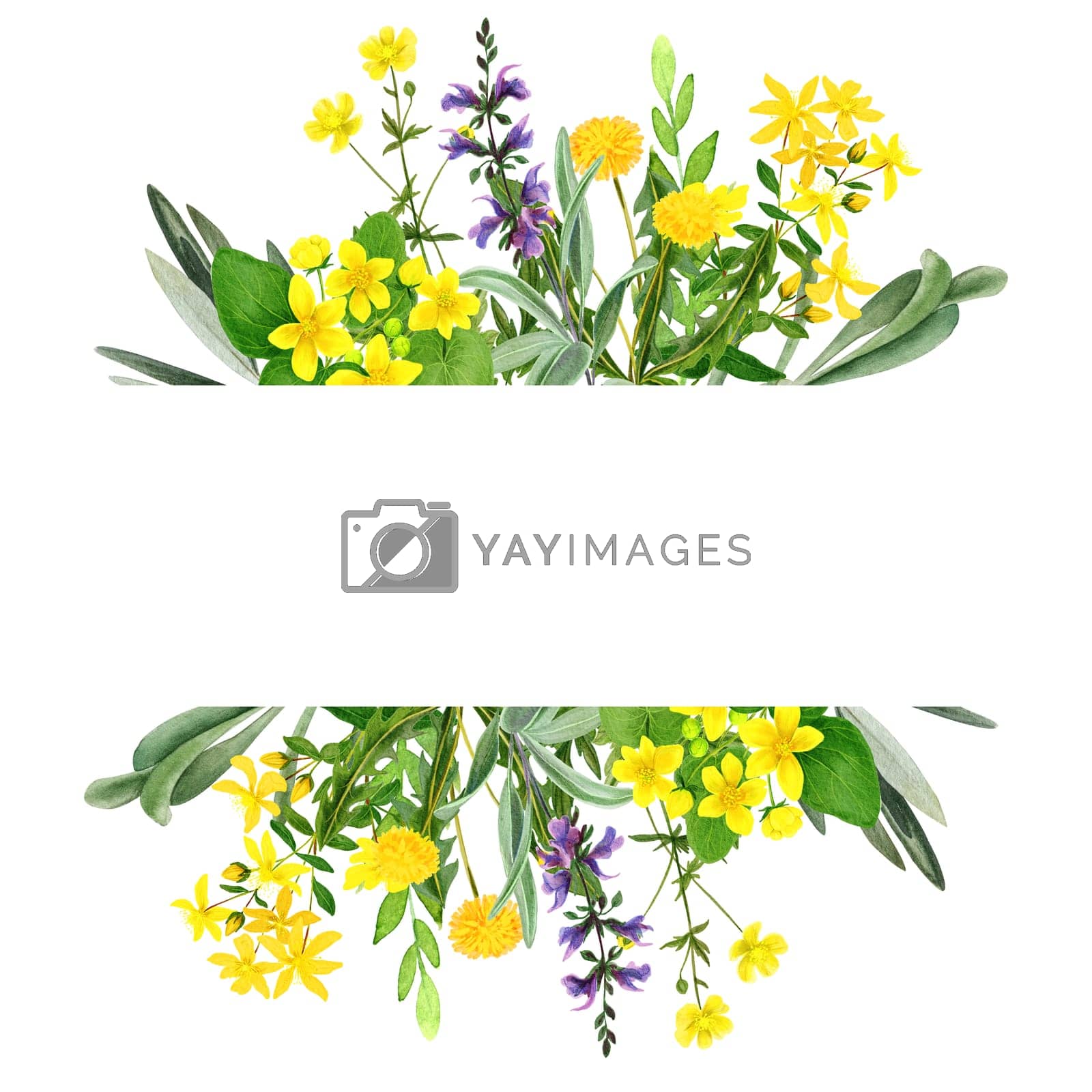 Royalty free image of Yellow field flowers, watercolor stripe banner, hand drawn by Julia_Solomatina_Art