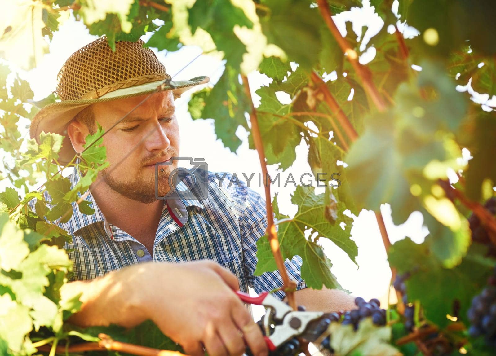 Royalty free image of Pruning grapes the correct way is key. a farmer harvesting grapes. by YuriArcurs