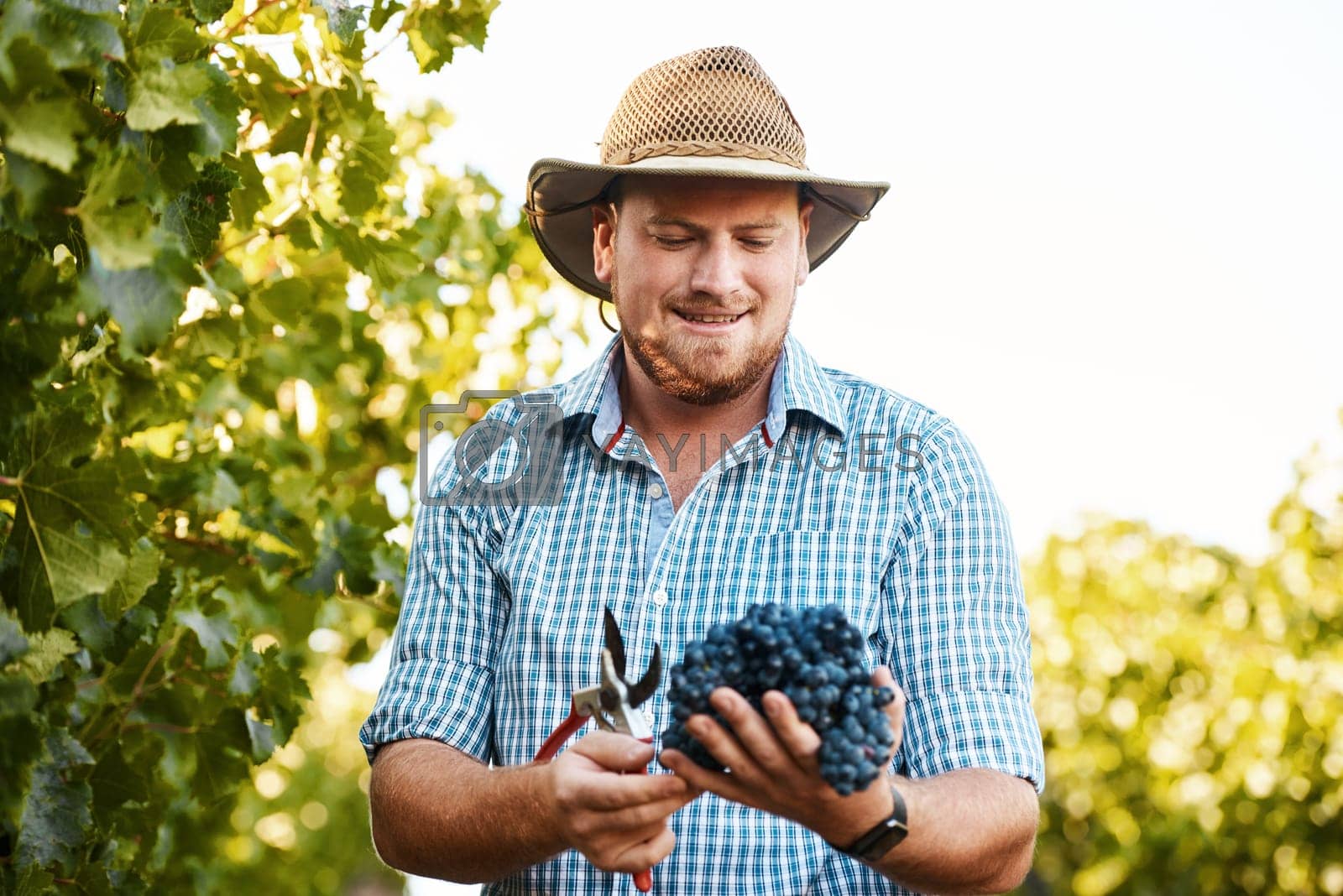 Royalty free image of Holding the rewards of his hard work. a farmer holding a bunch of grapes in a vineyard. by YuriArcurs