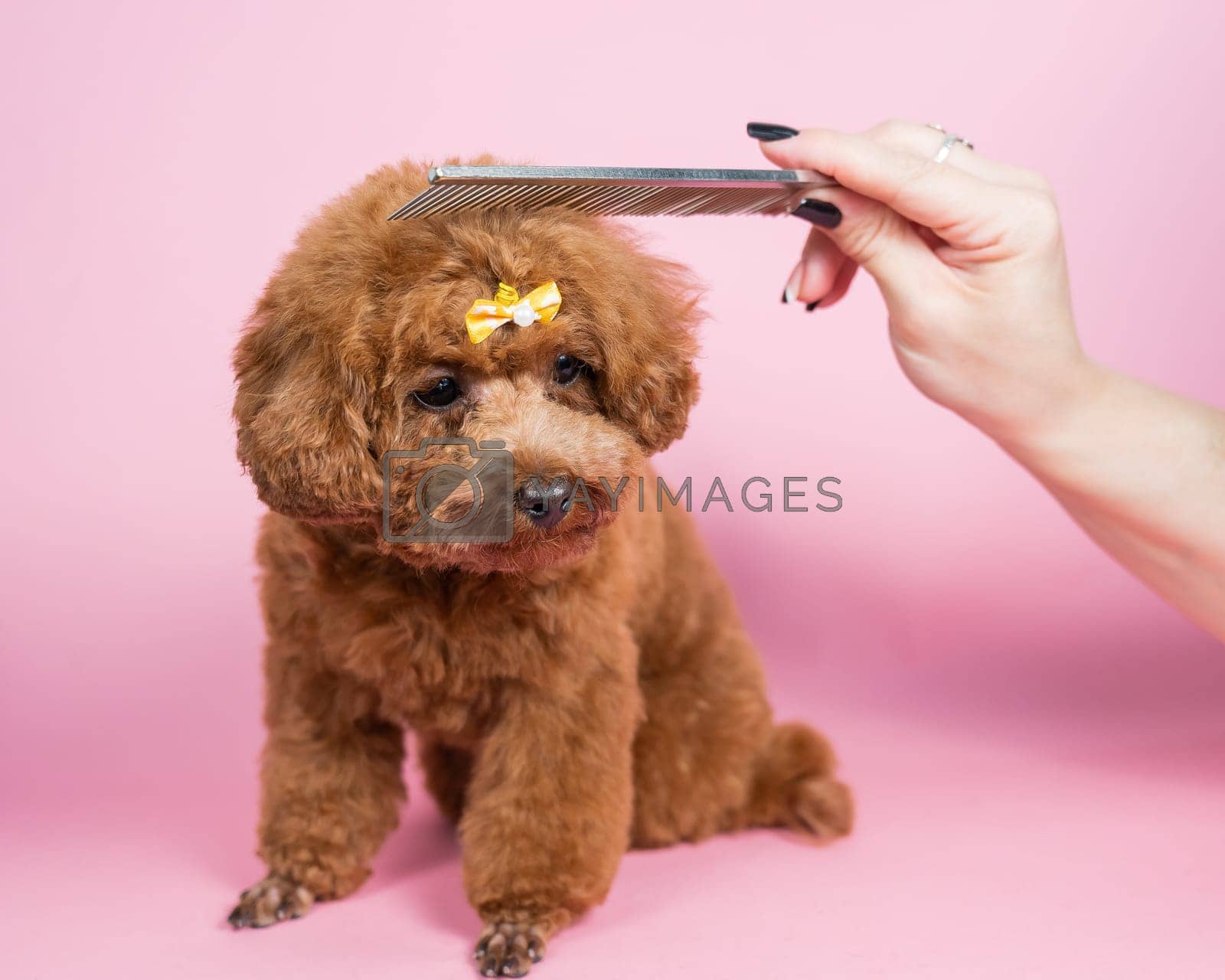 Royalty free image of Woman combing a mini poodle on a pink background. by mrwed54