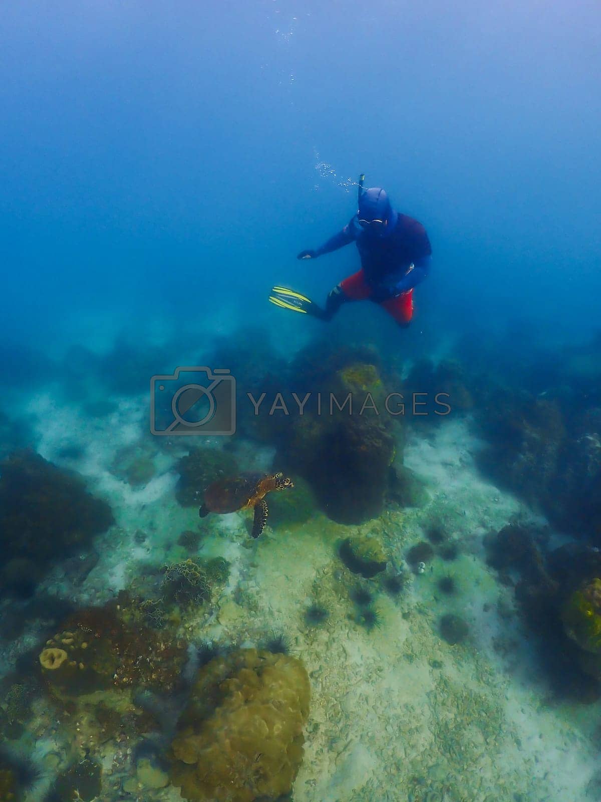 Royalty free image of snorkeling trip at Samaesan Thailand dive underwater with fishes in the coral reef sea pool by fokkebok