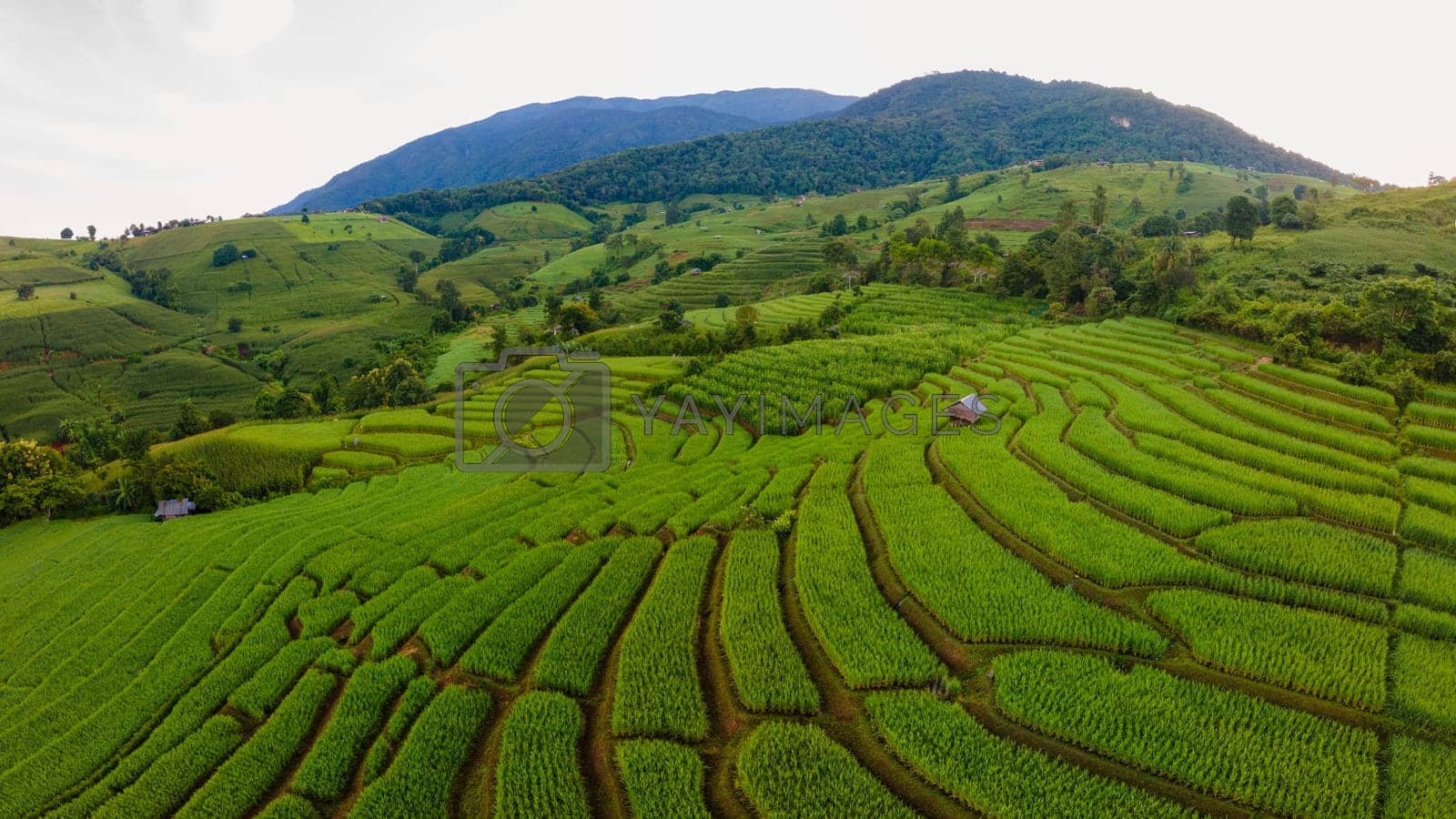 Royalty free image of view of the Terraced Rice Field in Chiangmai, Thailand by fokkebok