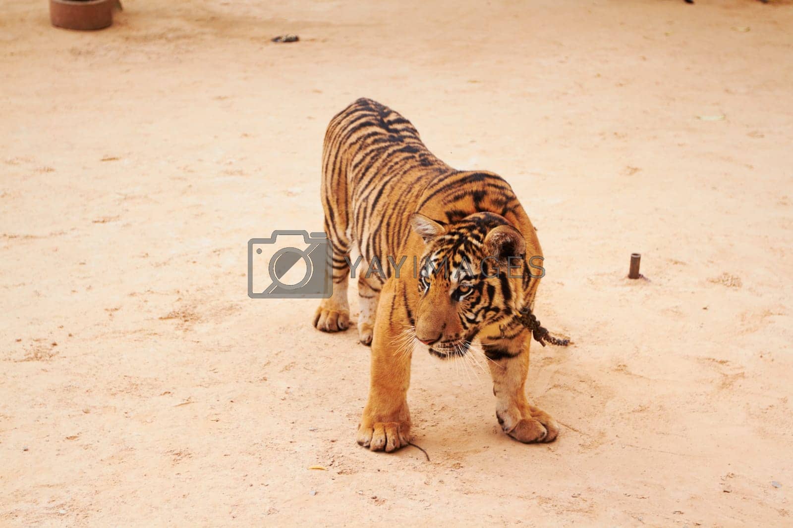 Royalty free image of Zoo, wildlife and tiger in the sand by a circus for majestic entertainment or safari. Animal, feline and an exotic big cat walking in a desert or dune in an outdoor conservation or habitat in India. by YuriArcurs