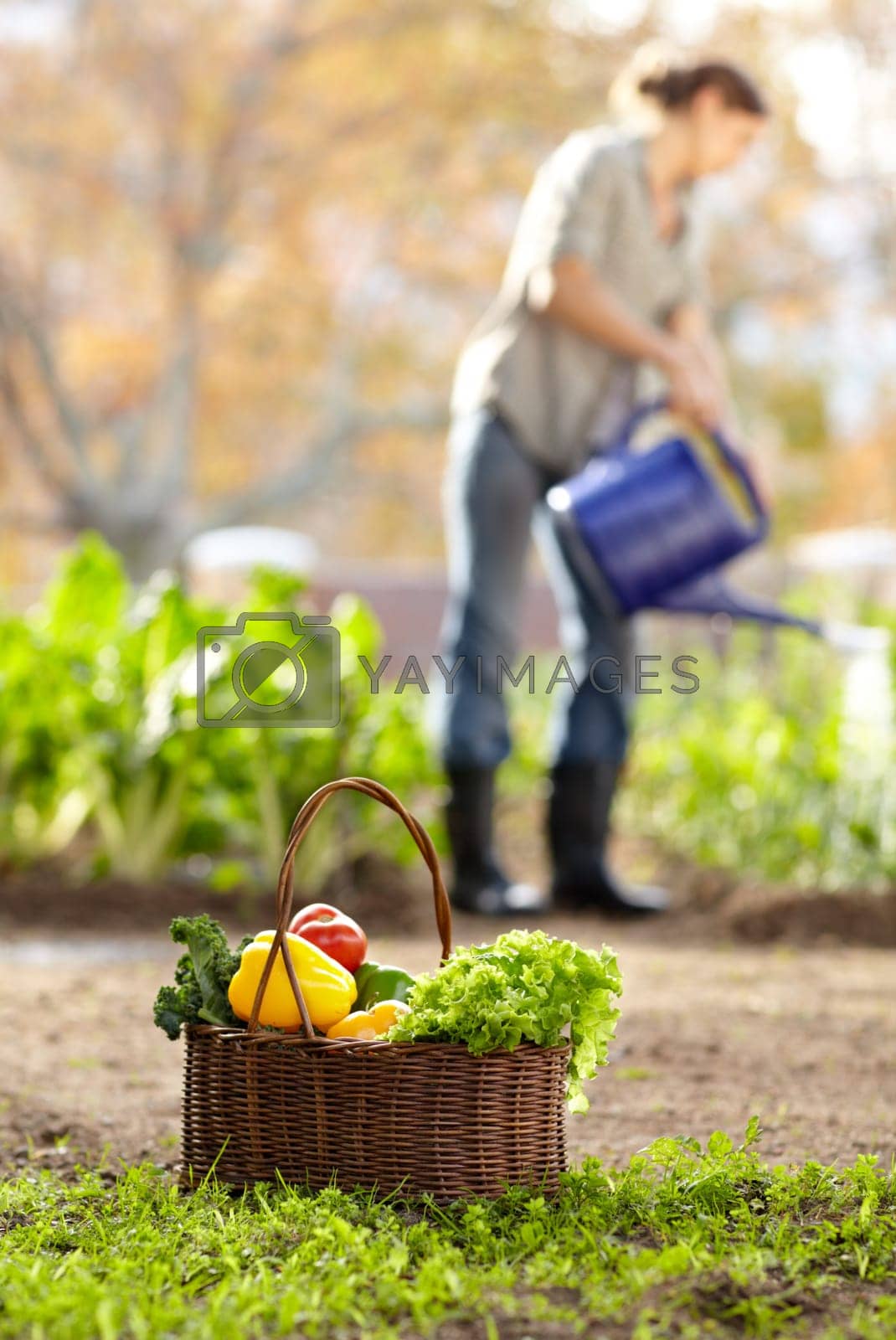 Royalty free image of Water, vegetables or farmer gardening for agriculture or sustainability for harvest or agro business. Blur, farming or woman working on fresh natural produce for wellness, organic growth or nutrition by YuriArcurs