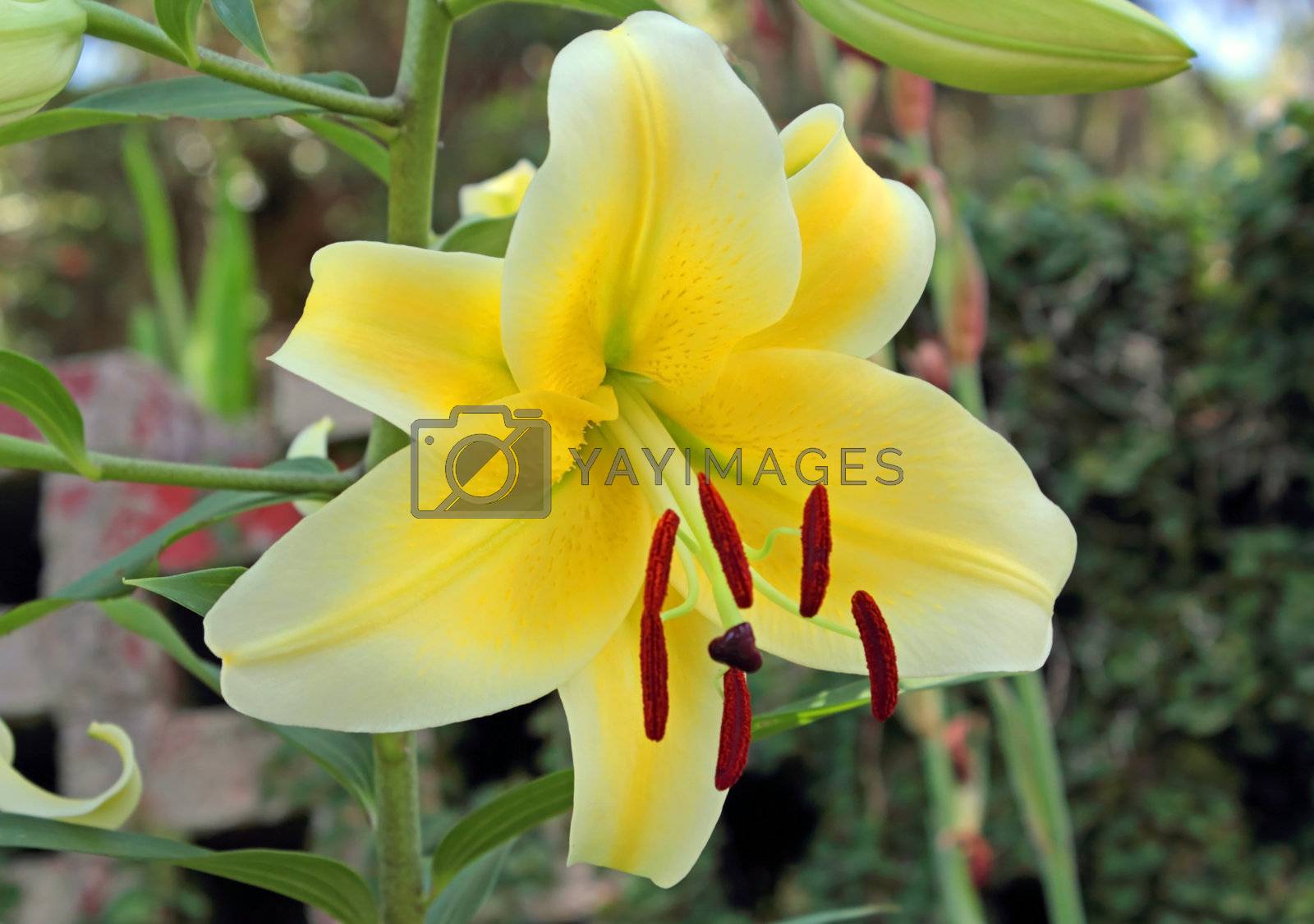 Royalty free image of Yellow Lily by swimwitdafishes