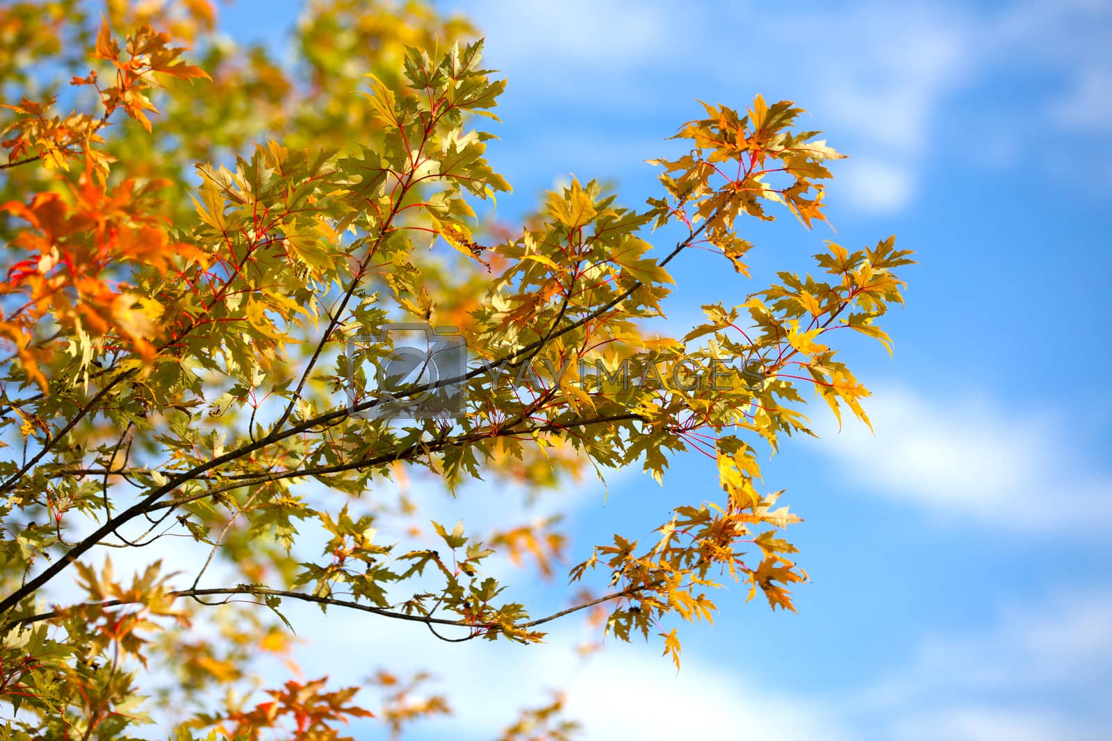 Royalty free image of Autumn foliage against the sky by motorolka