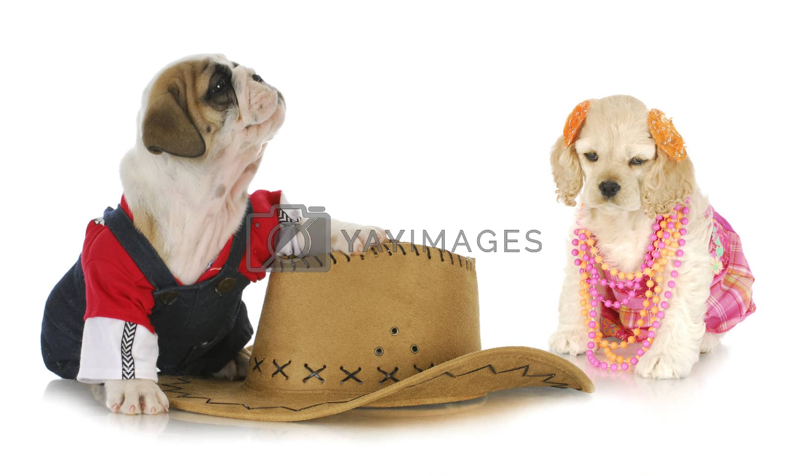Royalty free image of cute dog couple by willeecole123
