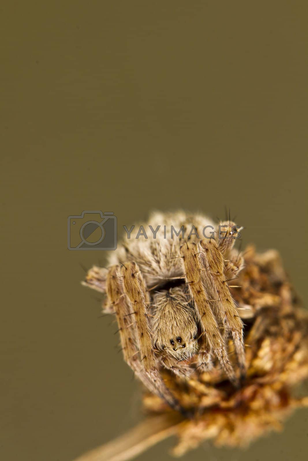 Royalty free image of spider on attack position by membio