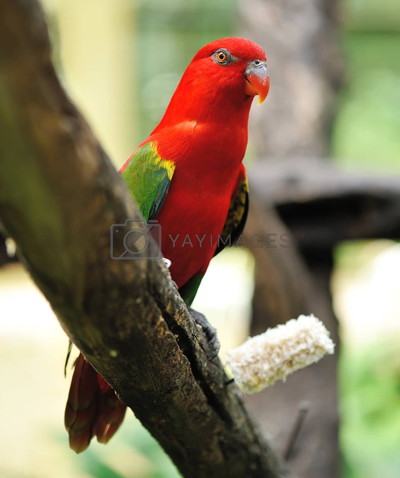 Royalty free image of Parrot bird by haveseen