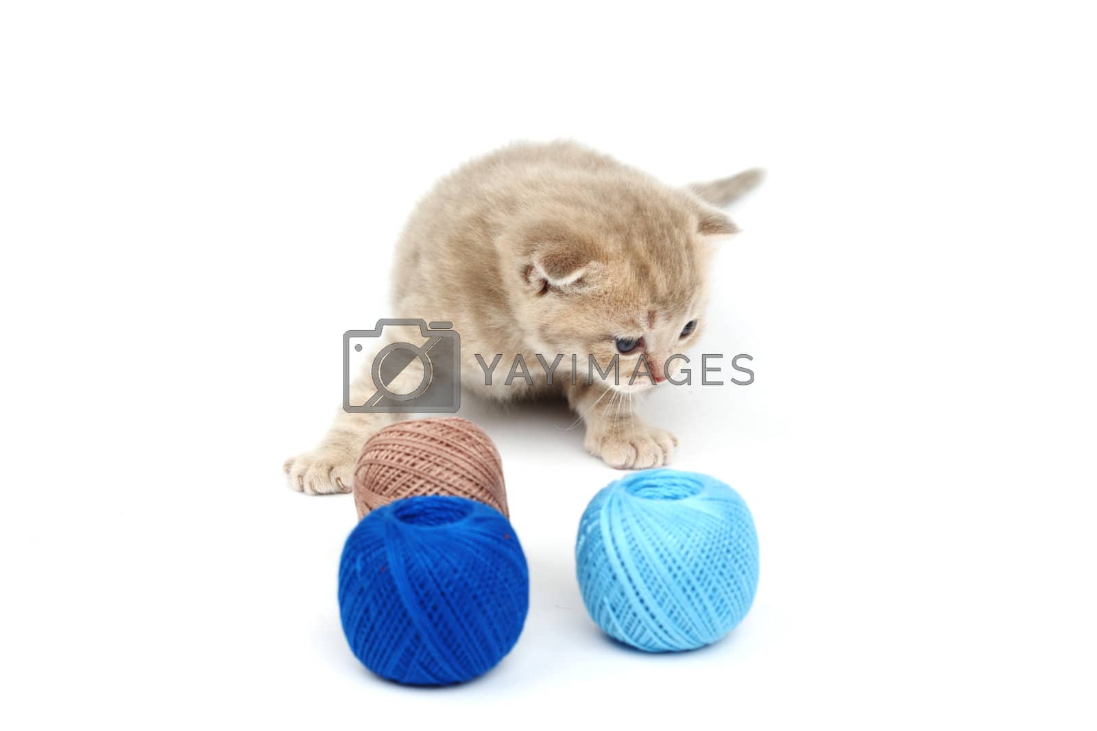 Royalty free image of cat and blue wool ball by Yellowj