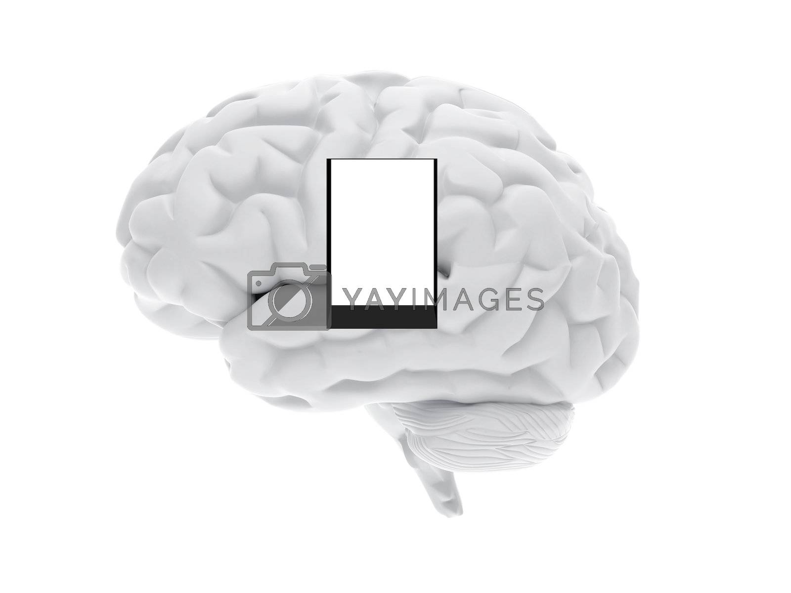Royalty free image of 3d human brain by rook