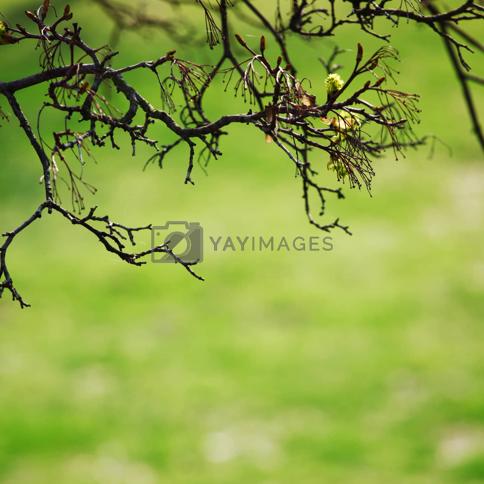 Royalty free image of branches by Yellowj