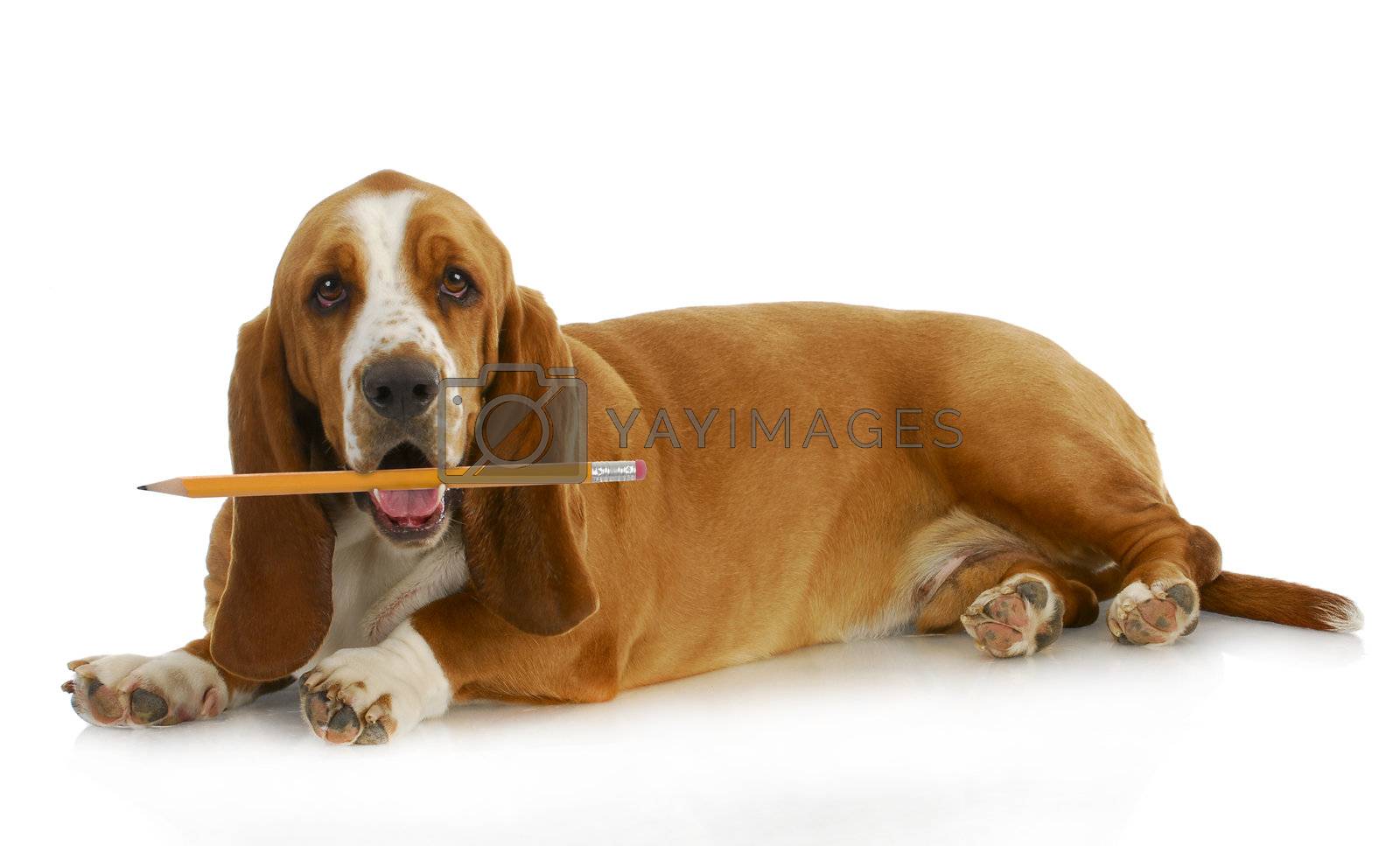 Royalty free image of dog holding pencil by willeecole123