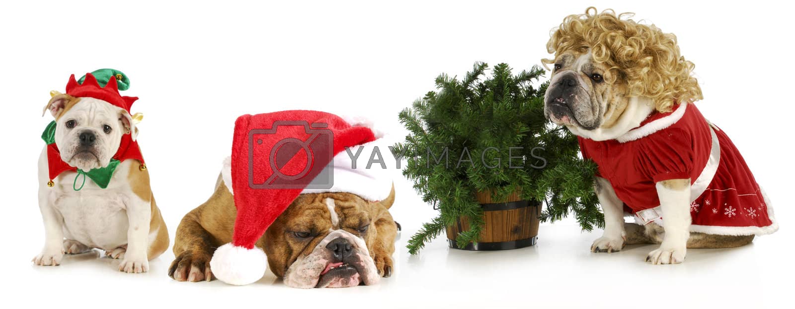 Royalty free image of christmas dogs by willeecole123