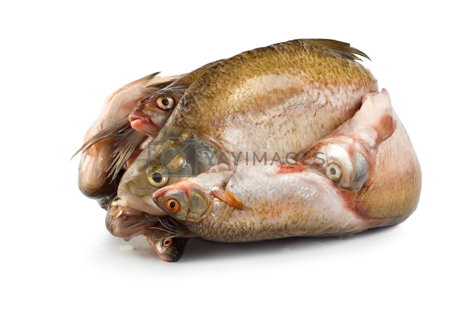 Royalty free image of Frozen fish by Givaga