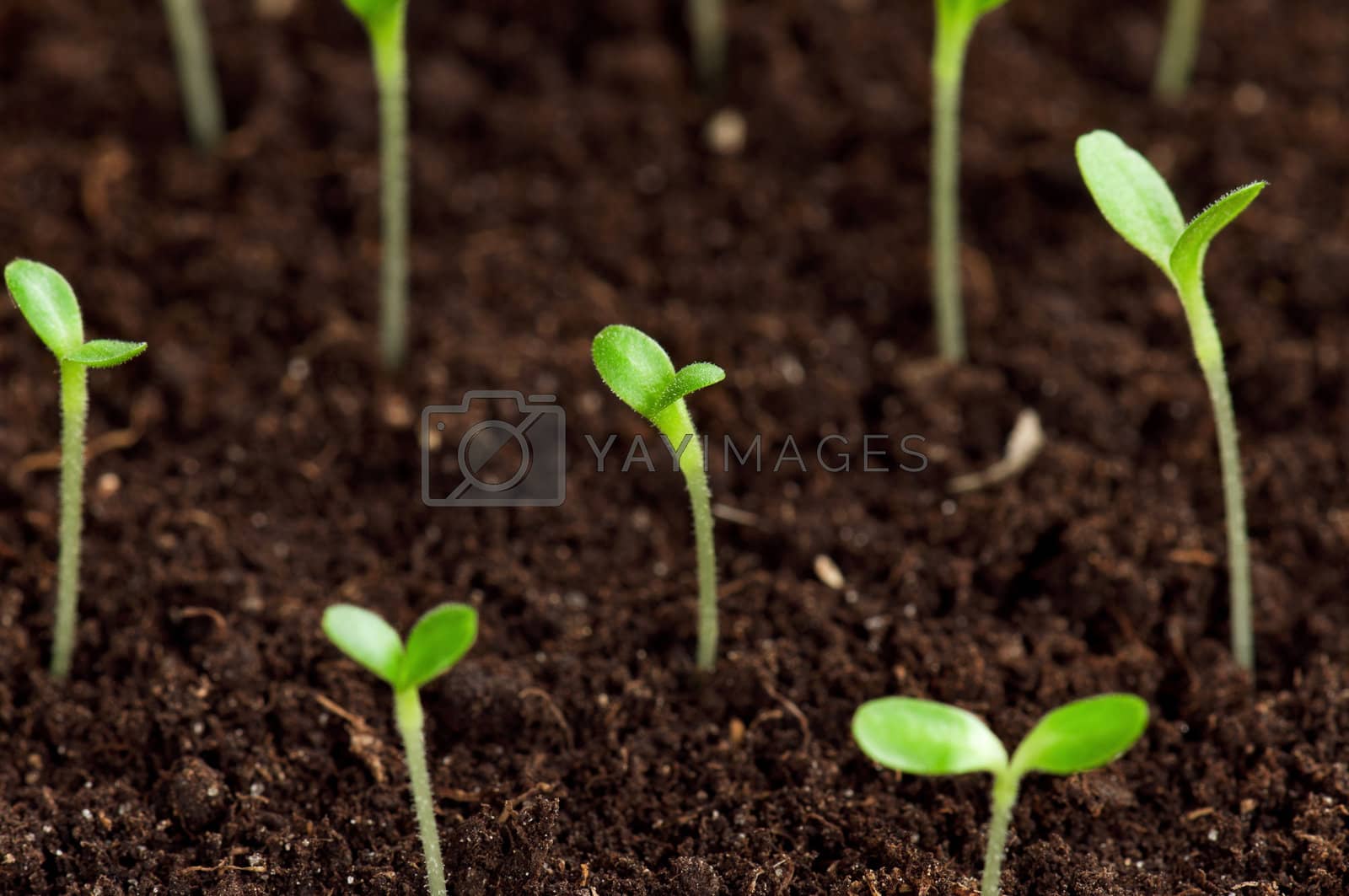 Royalty free image of Green seedling by fotostok_pdv