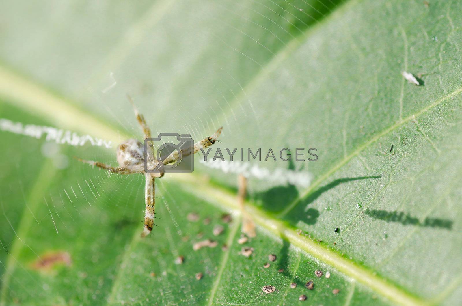 Royalty free image of spider in the nature by sweetcrisis