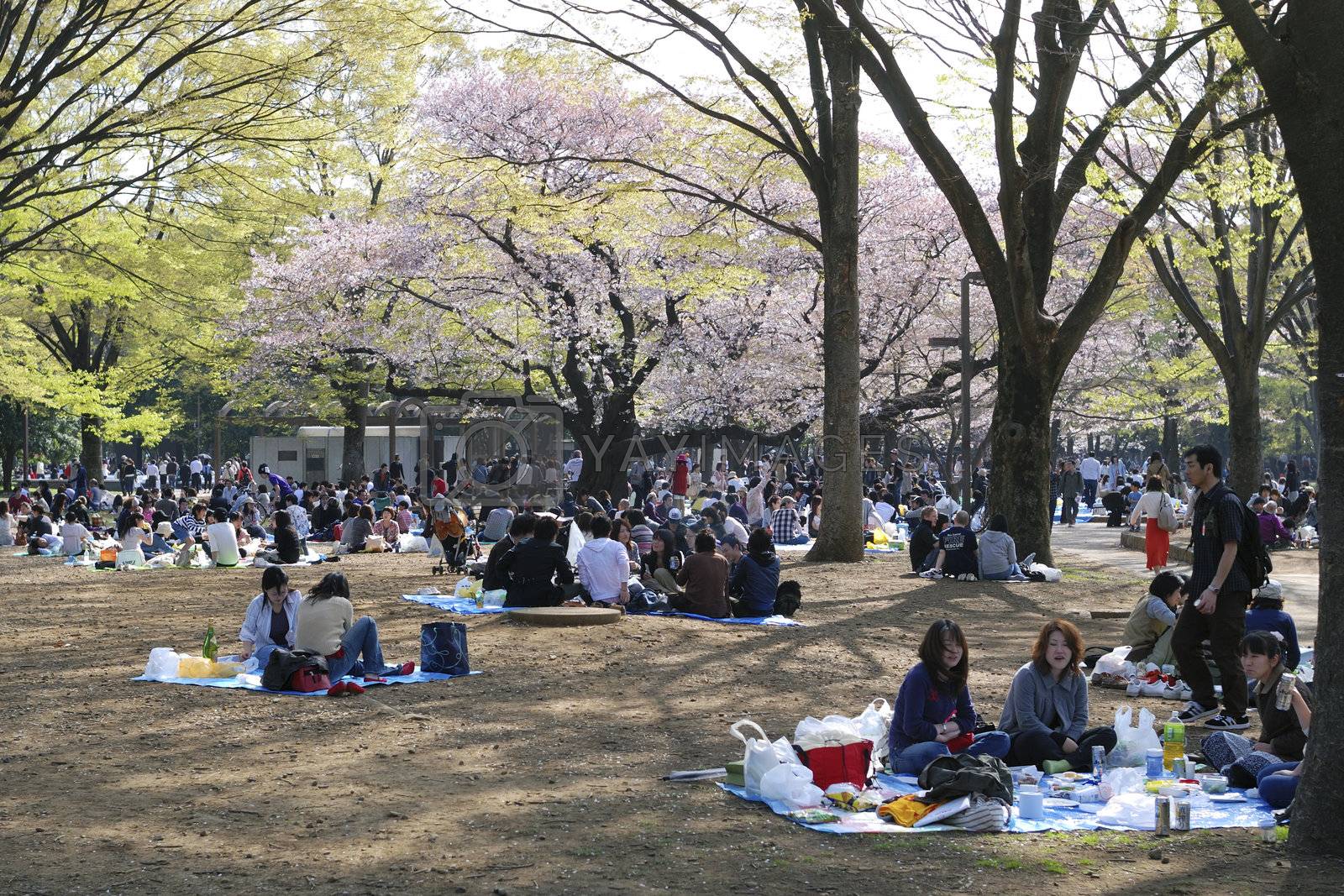 Royalty free image of Blossom cherry season in Tokyo by yuriz