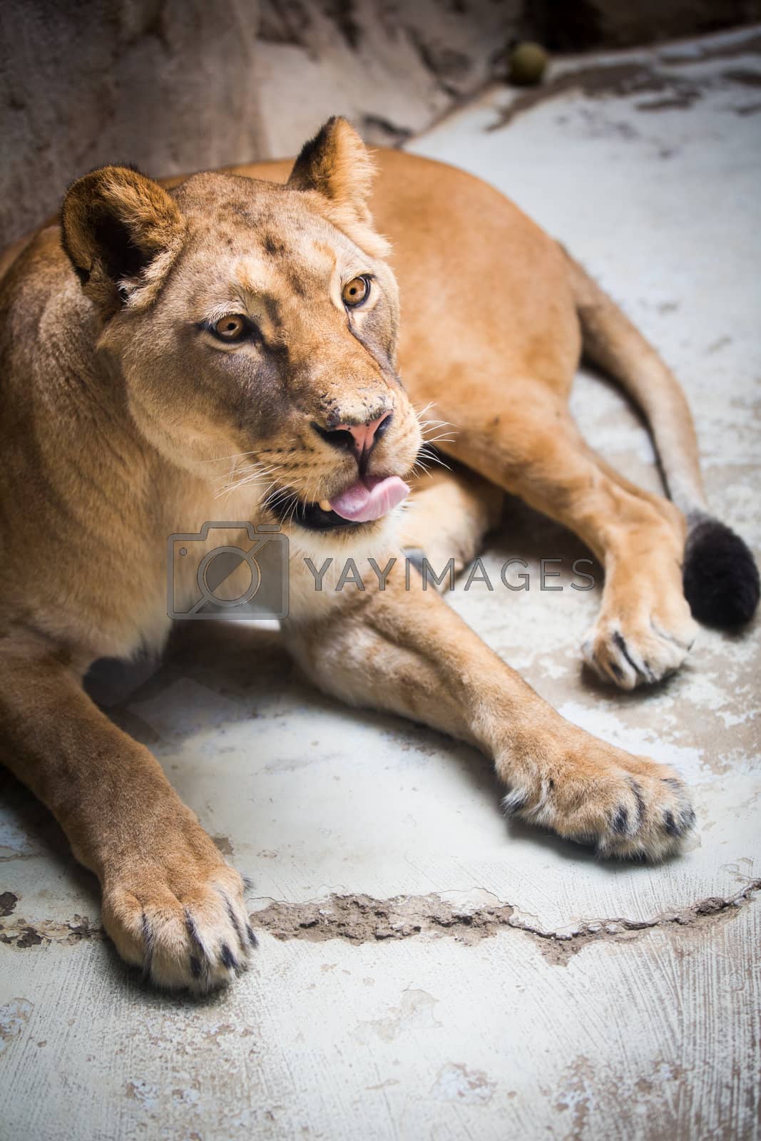 Royalty free image of Close-up portrait of a majestic lioness (Panthera Leo)  by viktor_cap