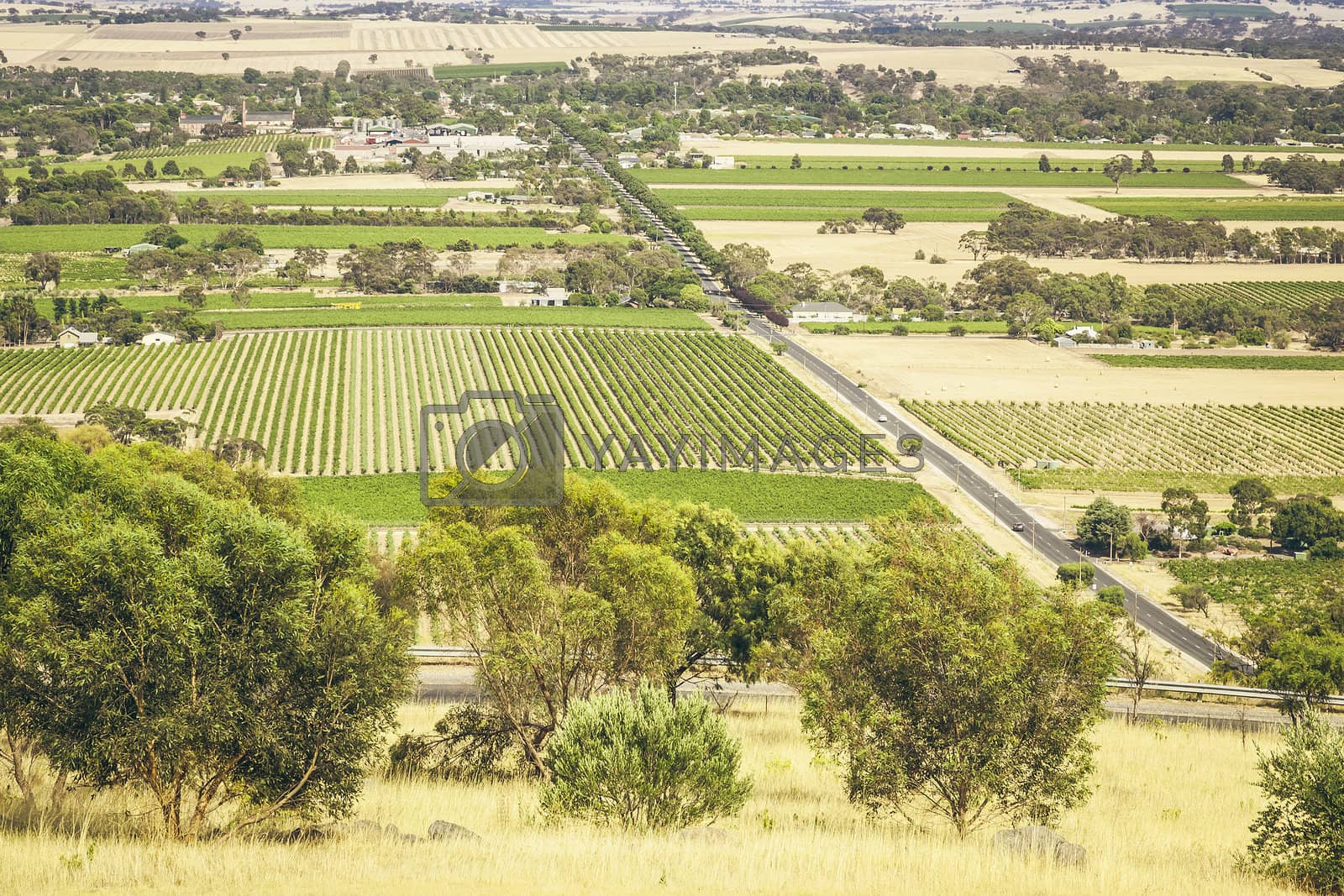 Royalty free image of Barossa Valley by magann