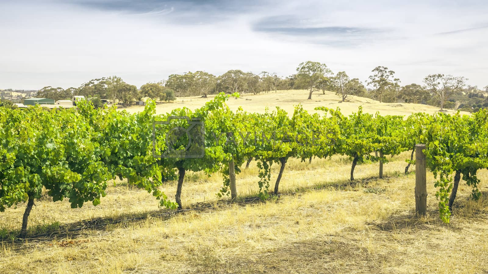 Royalty free image of Barossa Valley by magann
