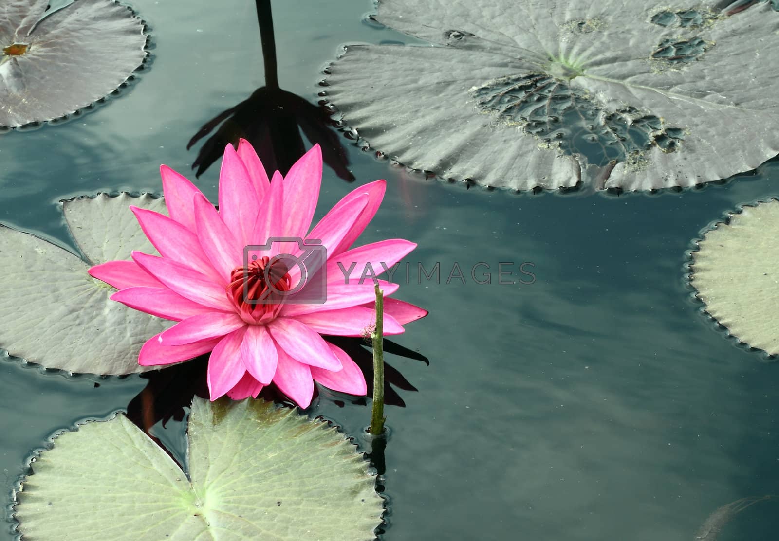 Royalty free image of pInk lotus by geargodz
