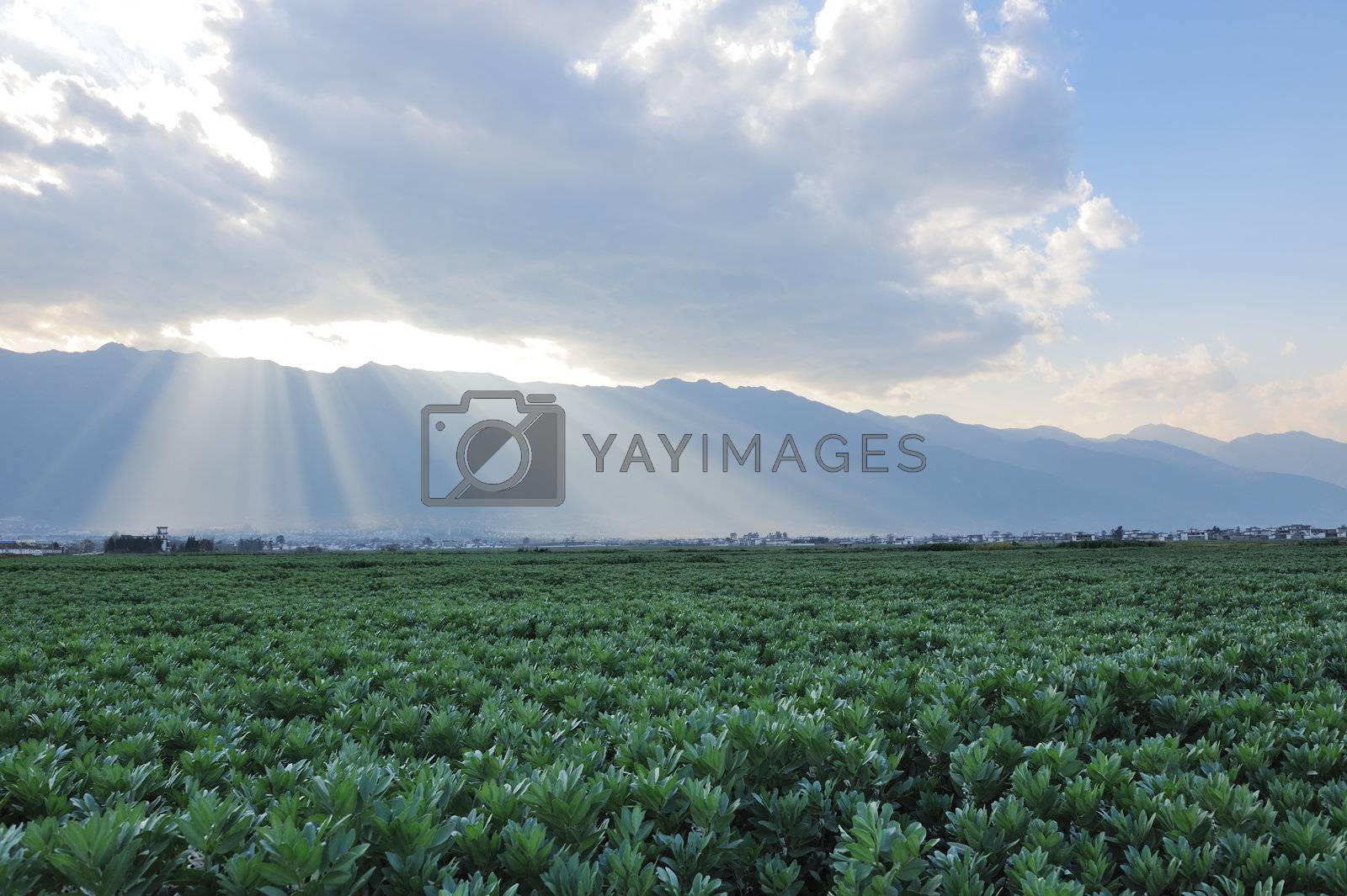 Royalty free image of Field landscape by raywoo