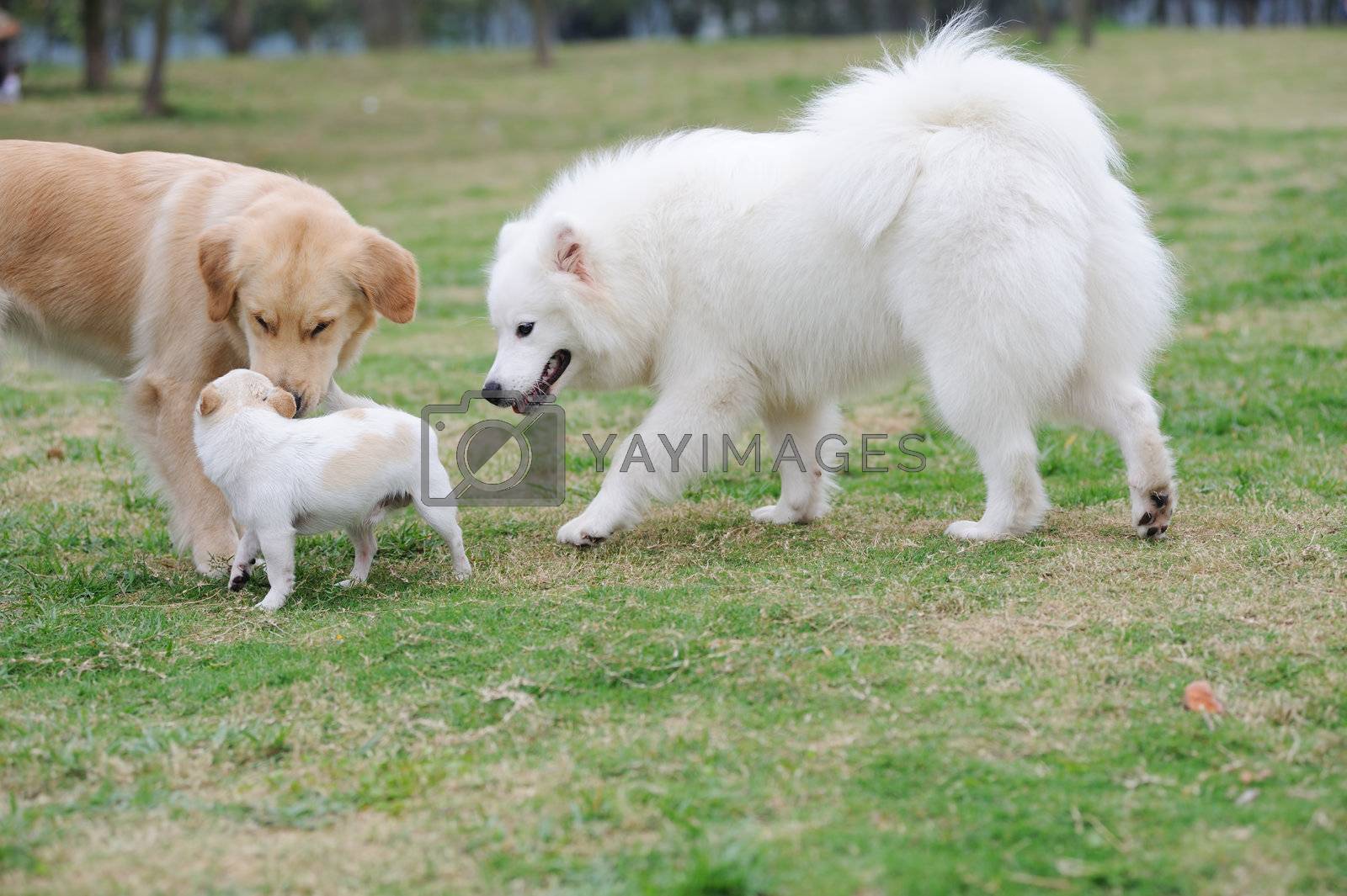 Royalty free image of Three dogs playing by raywoo