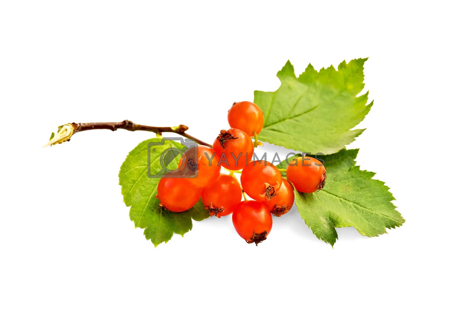 Royalty free image of Hawthorn orange with leaves by rezkrr