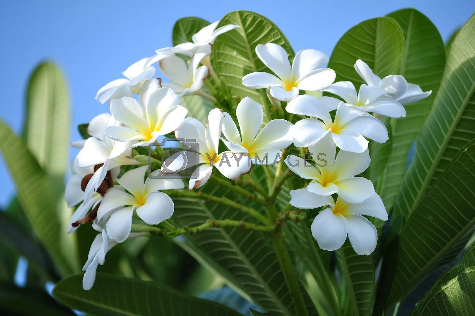 Royalty free image of Plumeria by MaZiKab