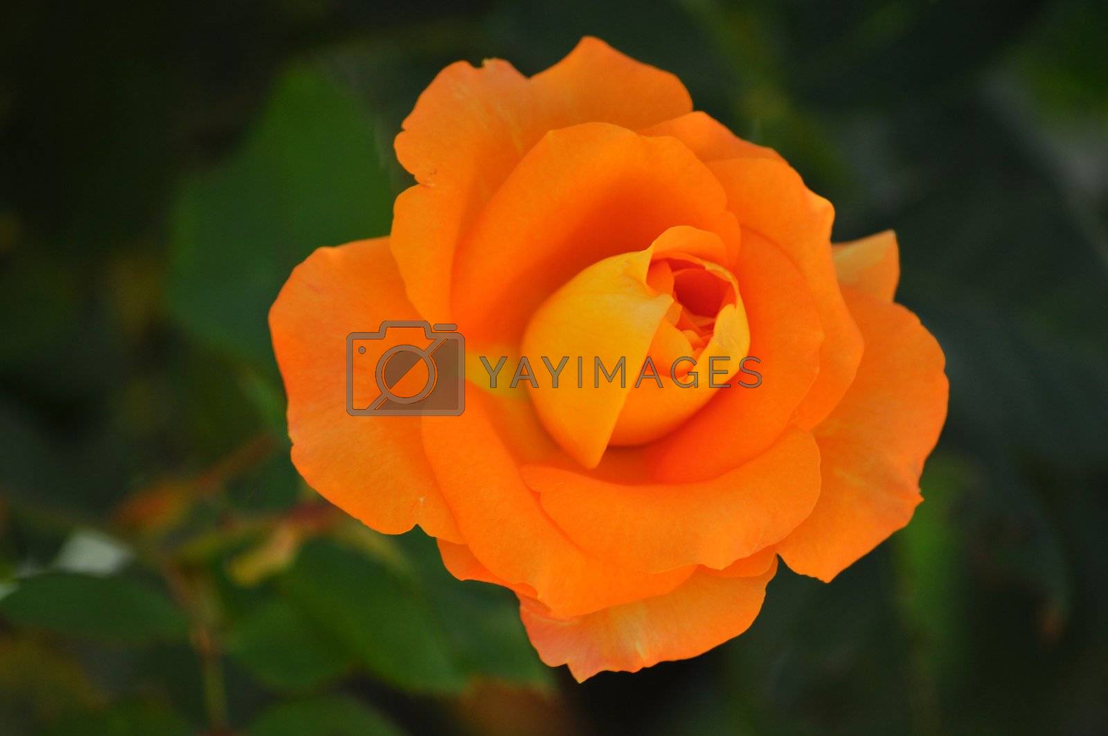 Royalty free image of orange rose by MaZiKab