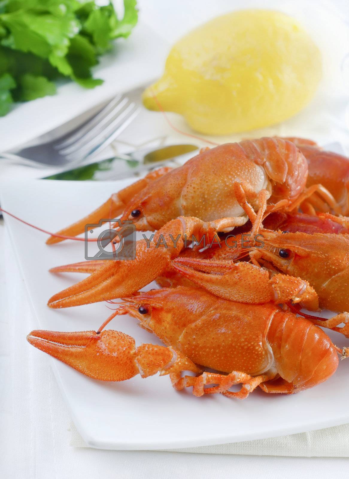 Royalty free image of crayfish by tycoon