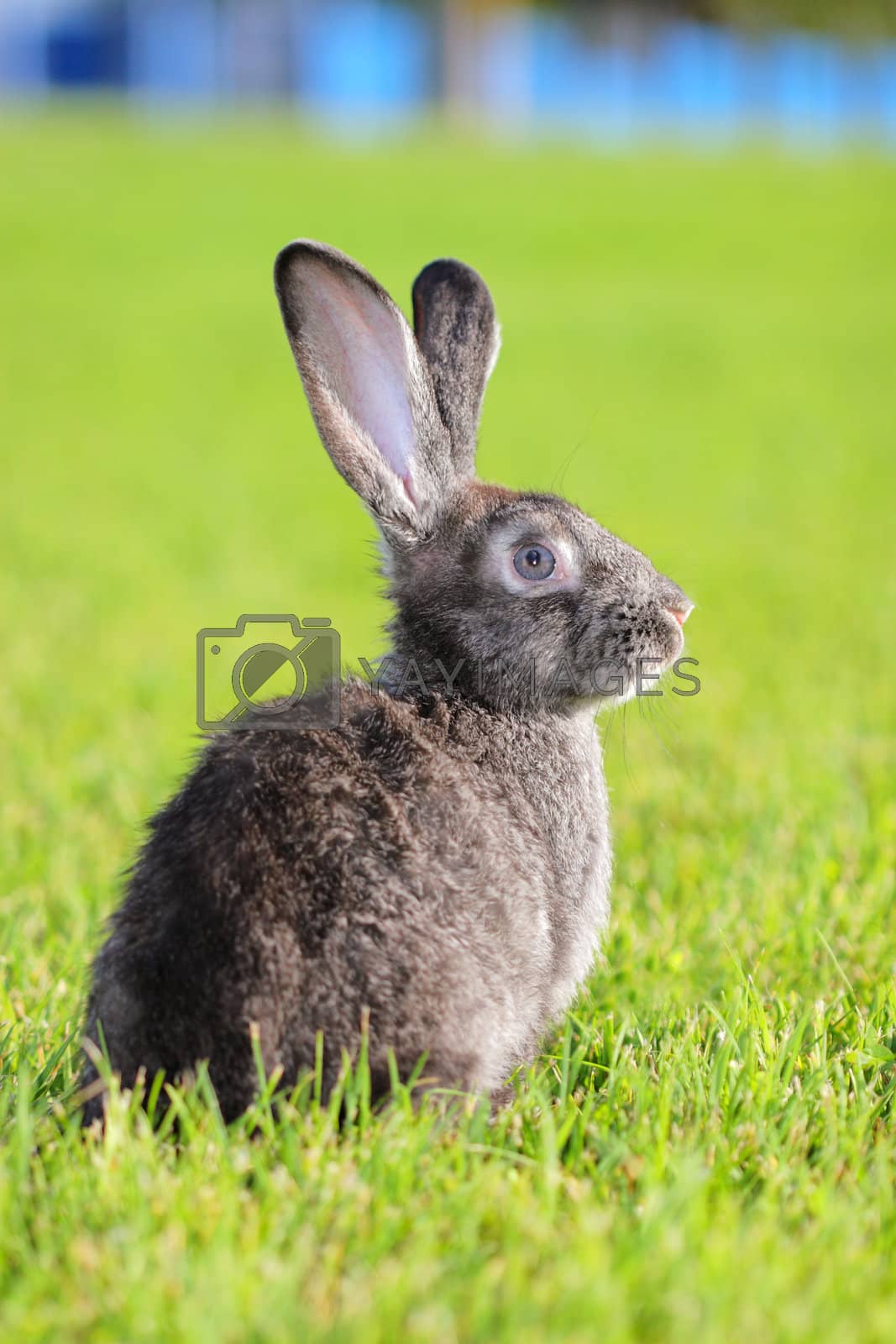 Royalty free image of Rabbit by kokimk
